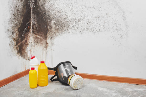 Reliable Blanco, TX Mold Remediation Solutions