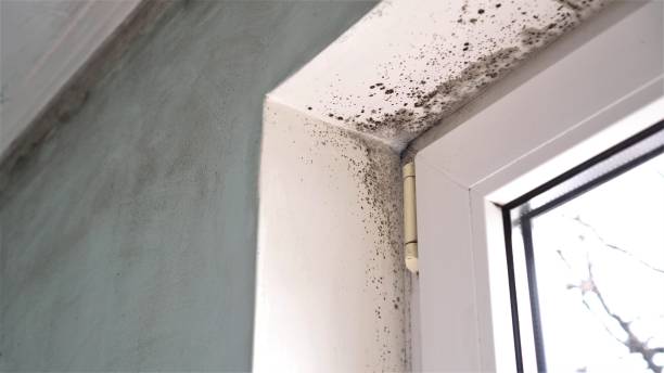 Best Mold Remediation for Specific Building Types in Blanco, TX