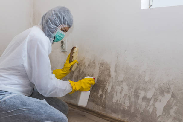 Best Mold Testing and Inspection Services in Blanco, TX