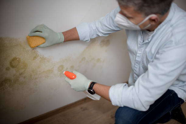 Best Kitchen Mold Remediation in Blanco, TX