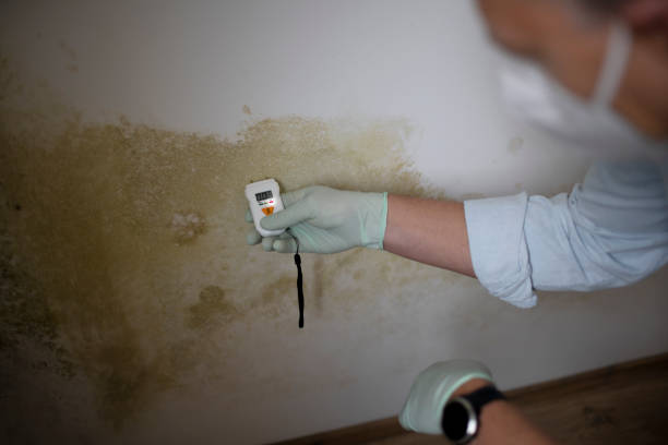 Best Residential Mold Remediation in Blanco, TX