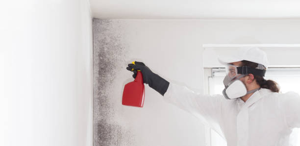 Best Crawl Space Mold Remediation in Blanco, TX