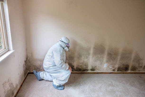 Best Insurance-Related Mold Remediation in Blanco, TX