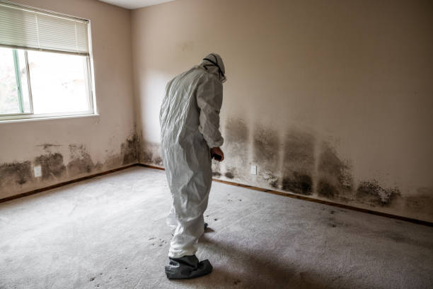 Best Black Mold Remediation in Blanco, TX