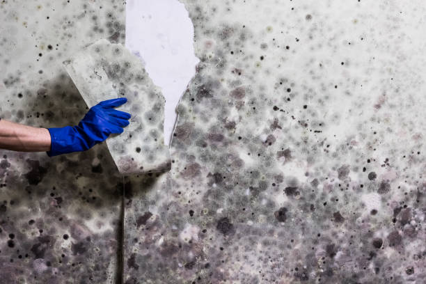 Best Health and Safety Mold Remediation in Blanco, TX