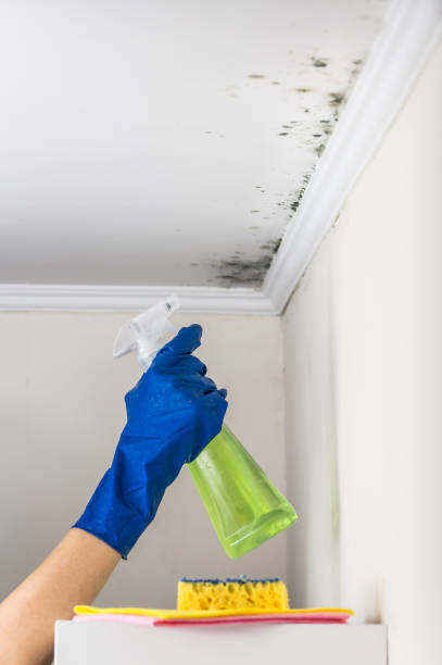 Best Basement Mold Remediation in Blanco, TX